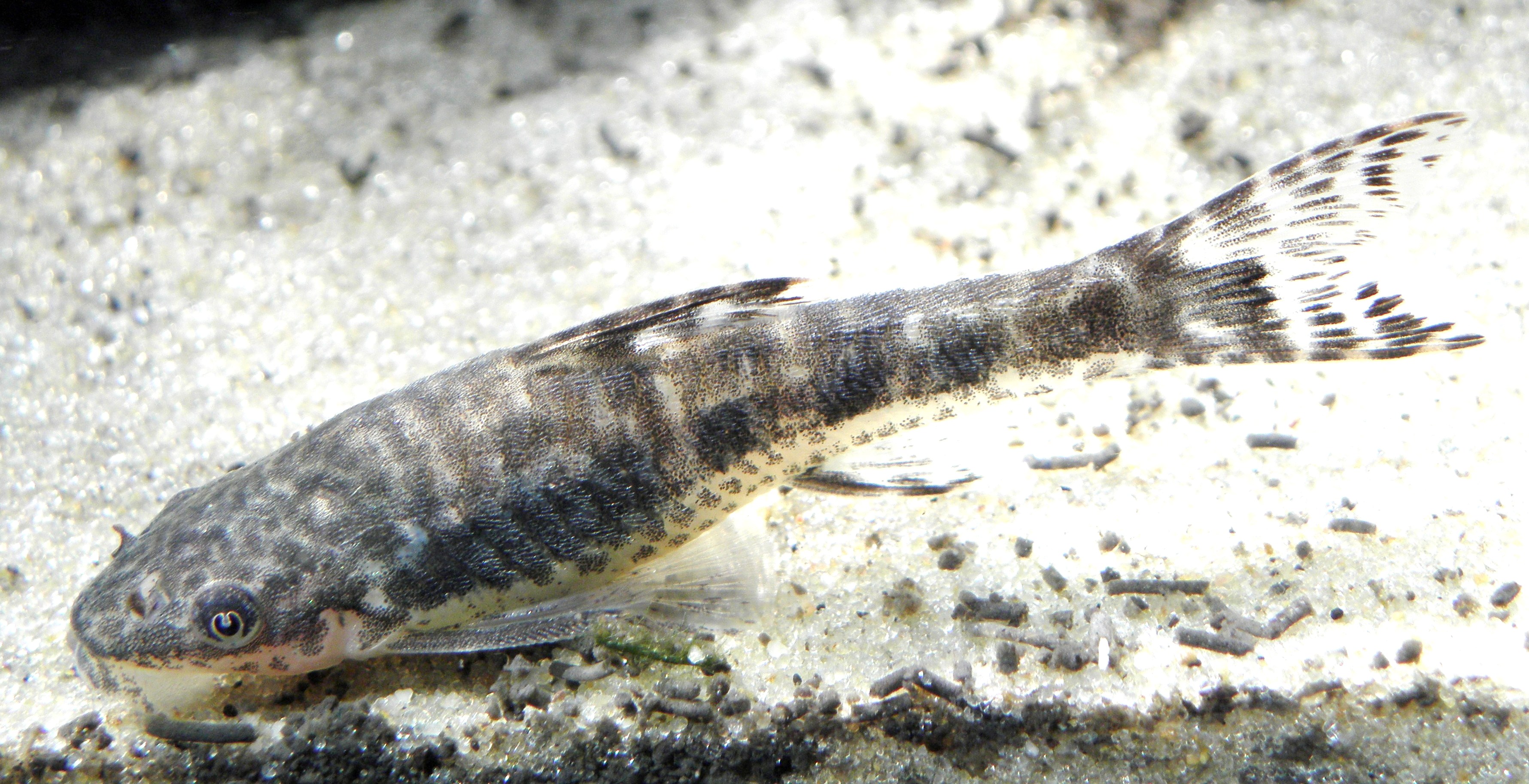 Otocinclus arnoldi catfish pair on aquarium glass