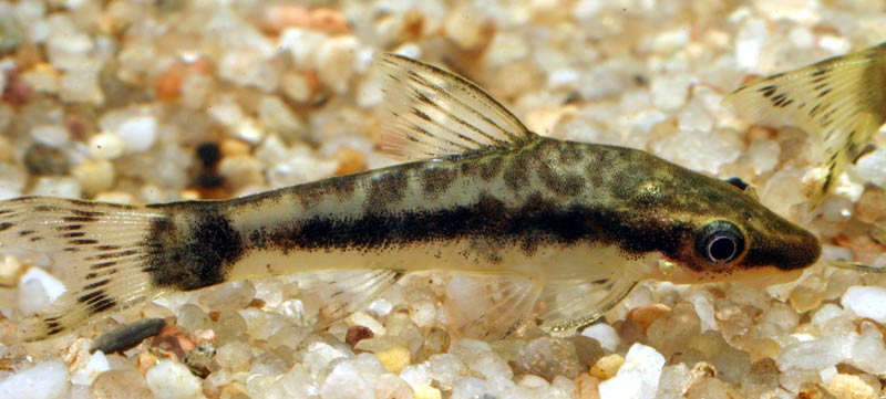 Otocinclus macrospilus catfish in a planted aquarium