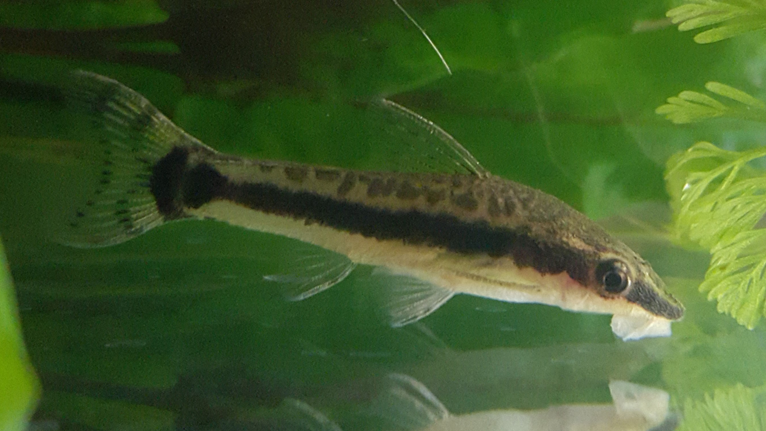 Otocinclus vestitus catfish grazing on aquarium surface