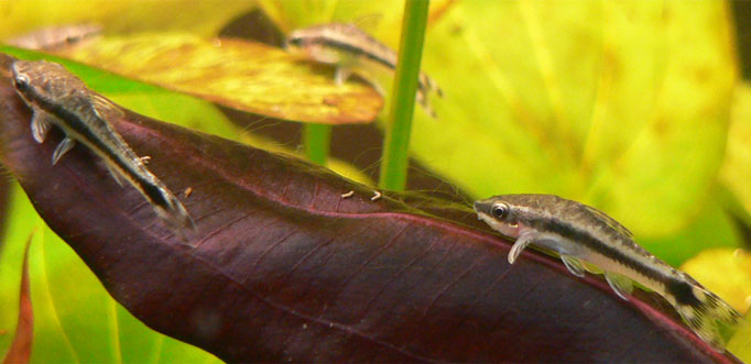 Otocinclus vittatus catfish resting on aquarium glass