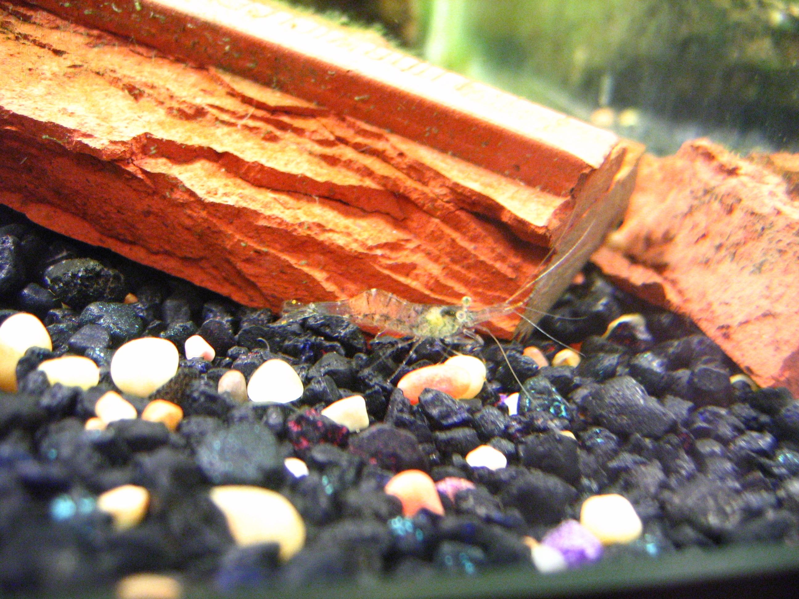 Ghost shrimp Palaemonetes species in home aquarium