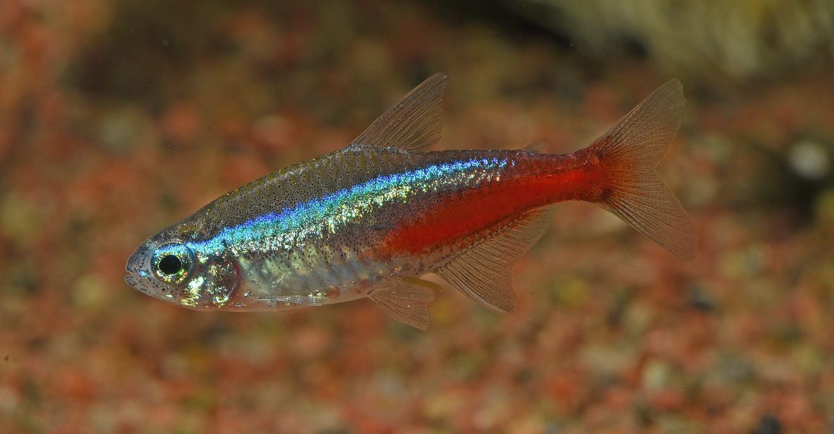 Neon Tetra Paracheirodon innesi close-up showing blue stripe in aquarium