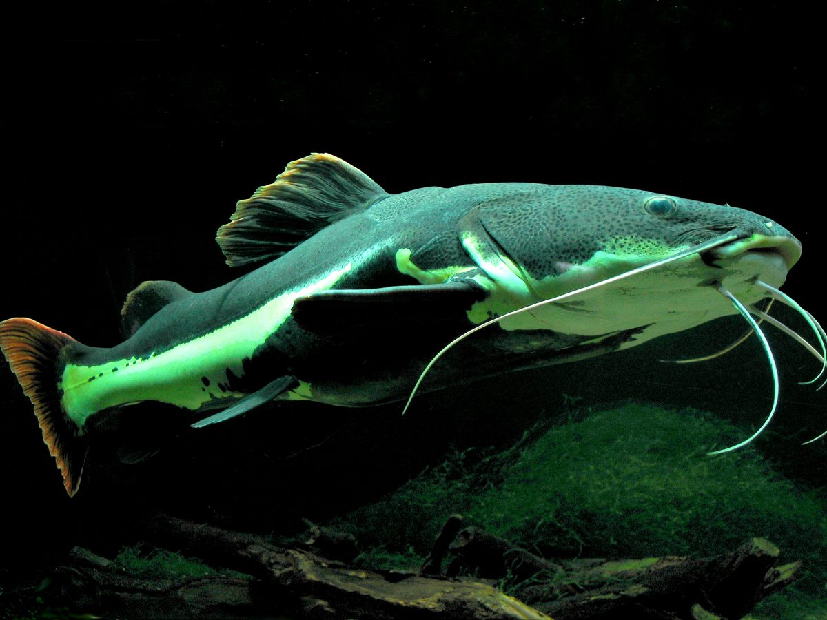 Red Tail Catfish close-up showing large head and whiskers typical of Pimelodidae family