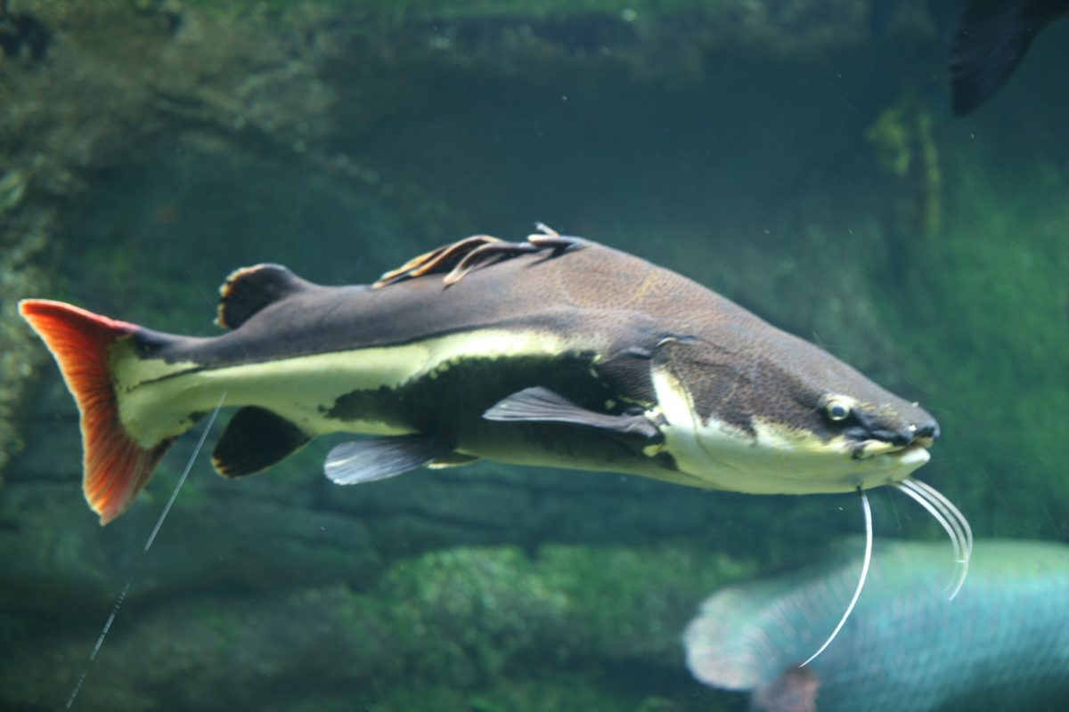 Red Tail Catfish lateral view in large public aquarium showing white lateral stripe