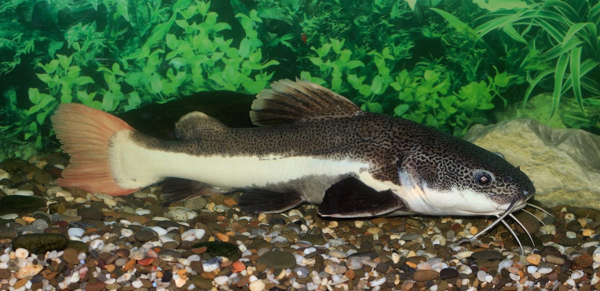 Red Tail Catfish adult in large aquarium showing full body length and red tail
