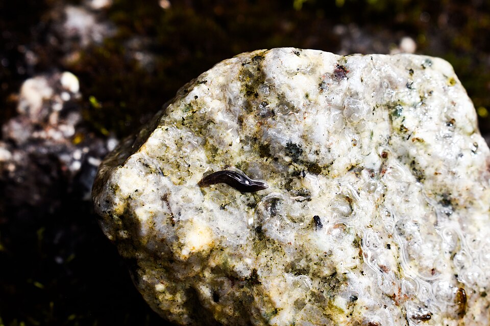 Small dark planarian flatworm gliding on a pale rock