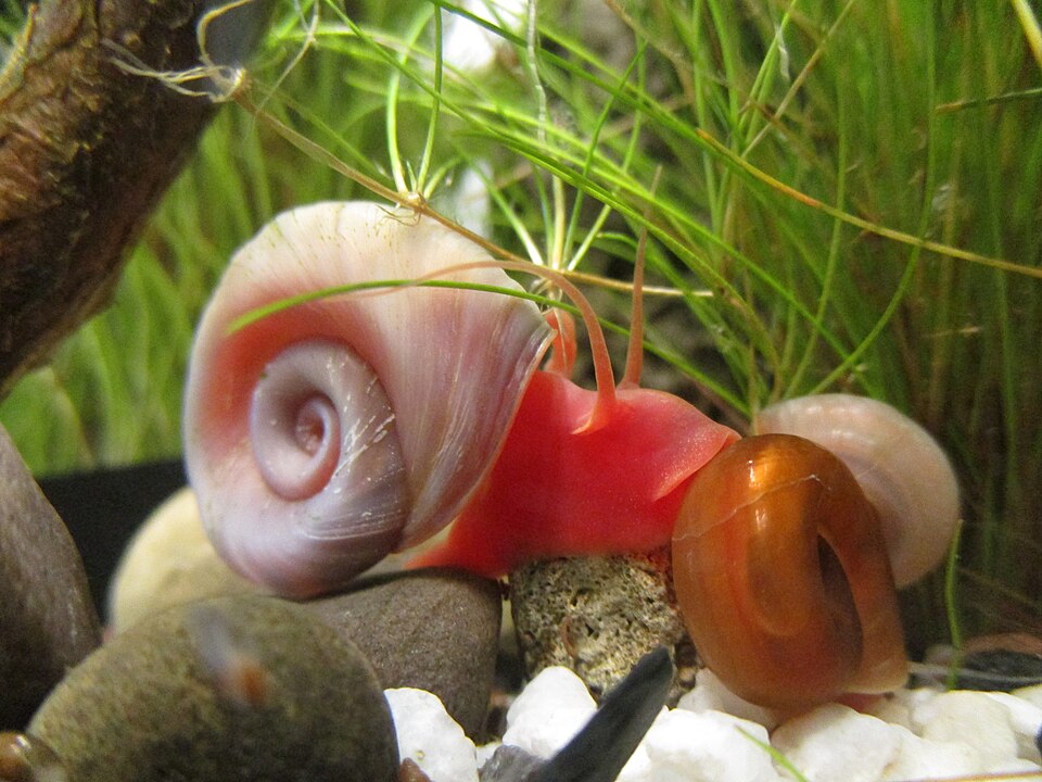 Ramshorn snail Planorbella duryi