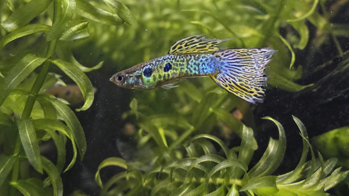 Cobra green morph Guppy fish male Poecilia reticulata