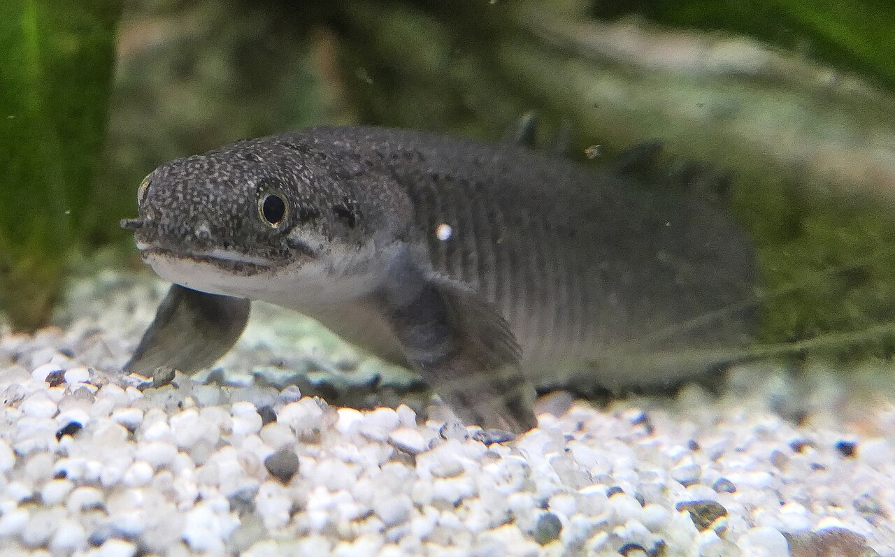 Senegal bichir Polypterus senegalus portrait