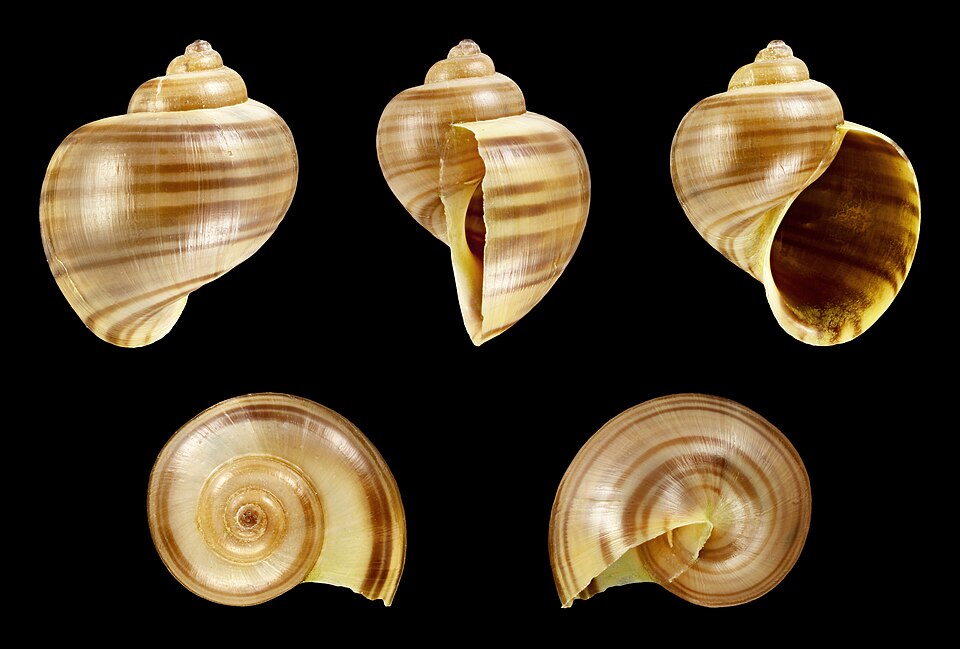 Spike-topped apple snail Pomacea diffusa