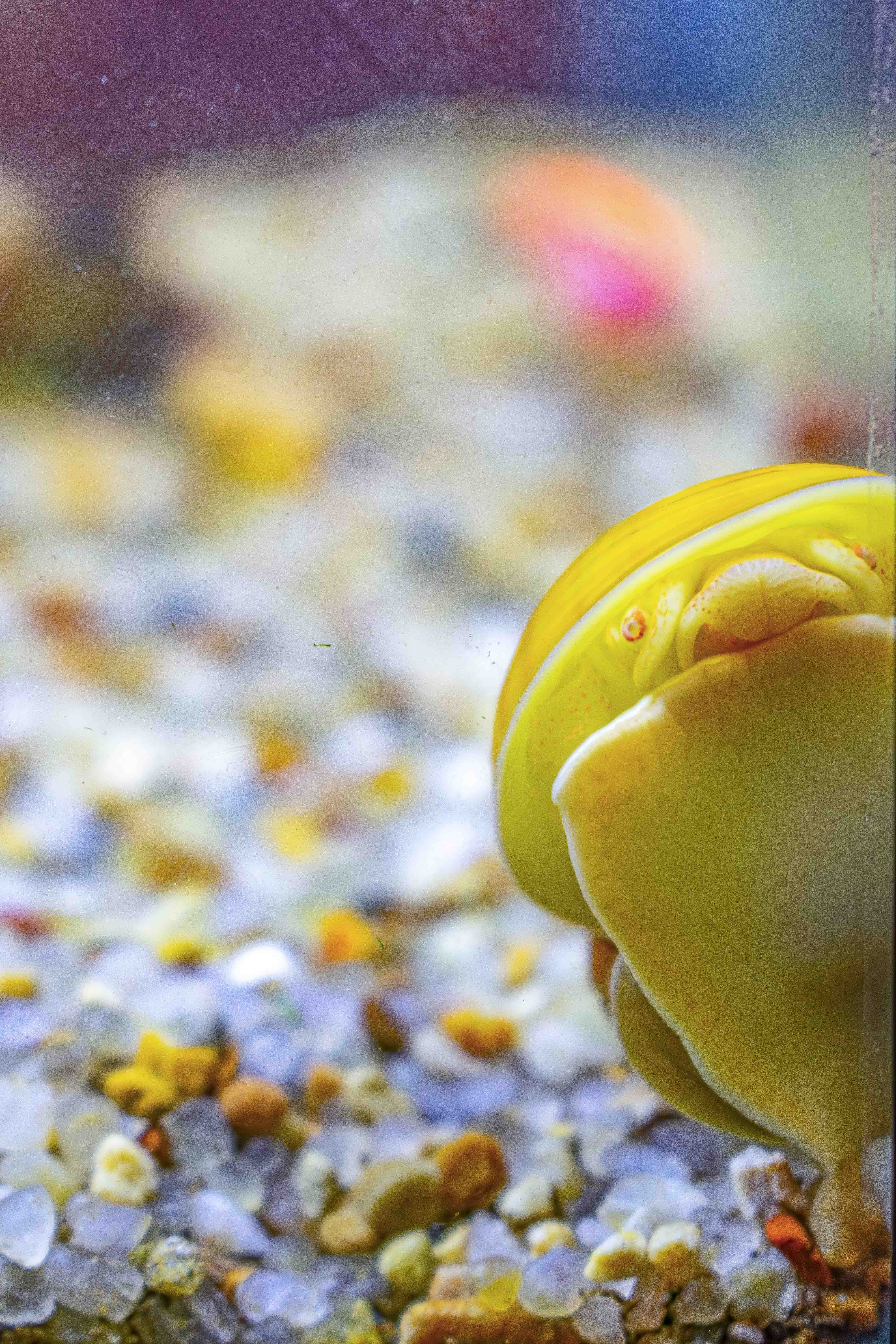 Golden yellow Mystery Snail Pomacea diffusa