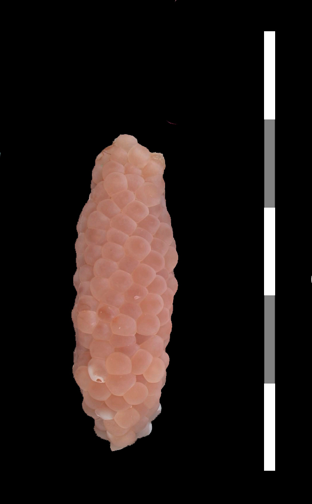 Pomacea diffusa mystery snail egg clutch