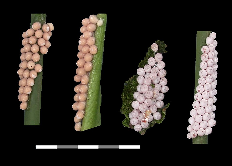 Apple snail egg clutch maturing above water