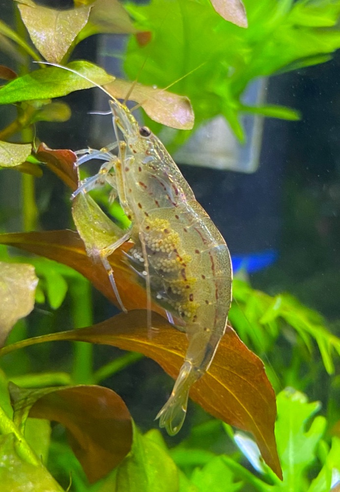 Amano Shrimp Caridina multidentata female carrying eggs