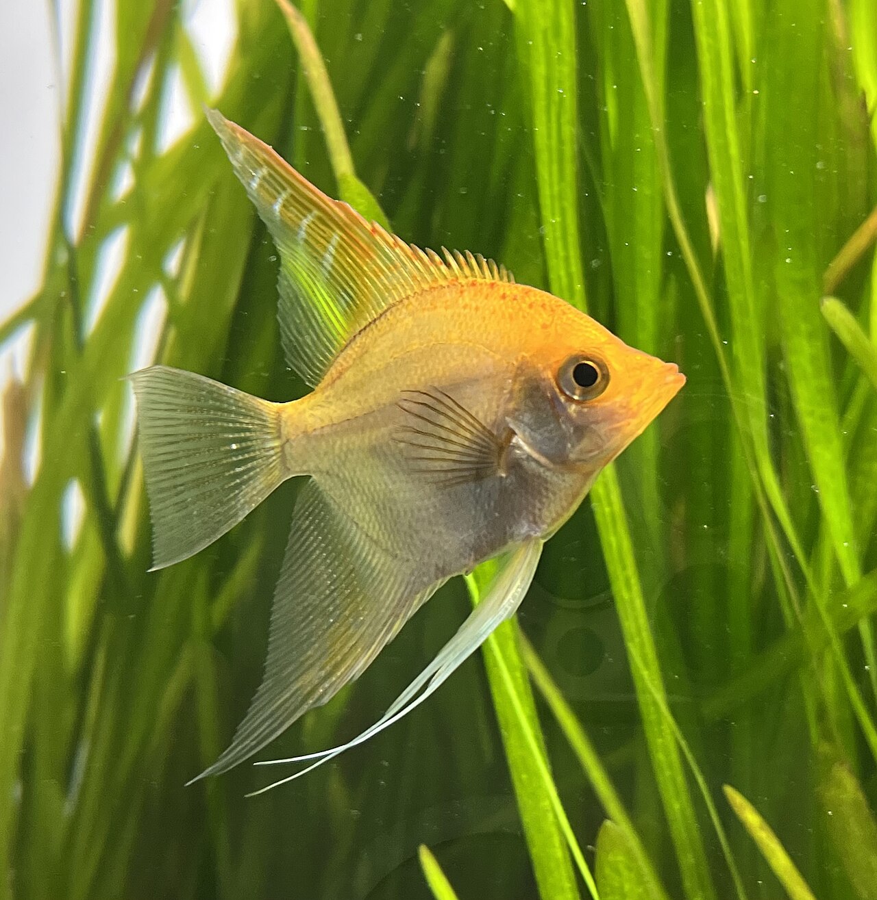 Freshwater angelfish Pterophyllum scalare