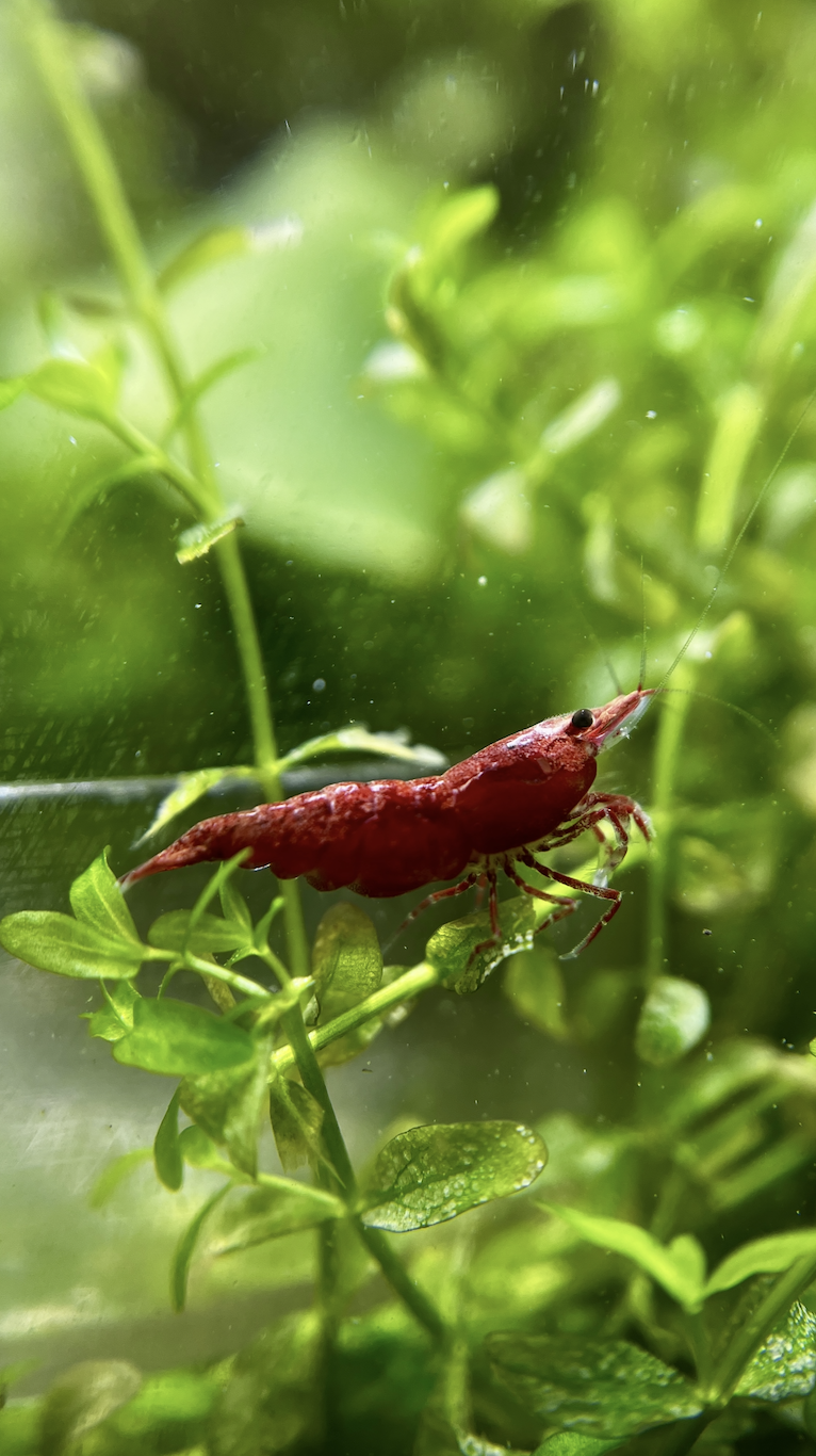 Red Cherry Shrimp Neocaridina davidi