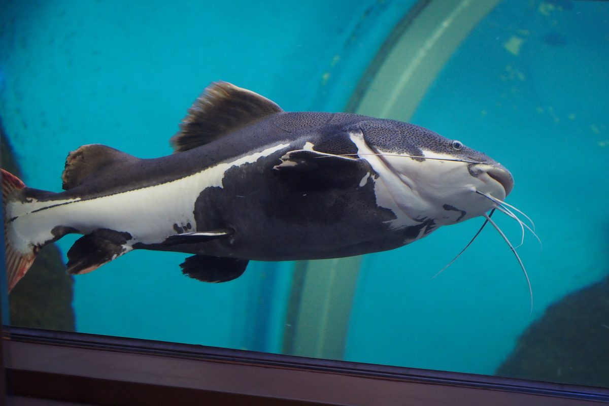 Red Tail Catfish in aquarium tank showing full body and length against glass