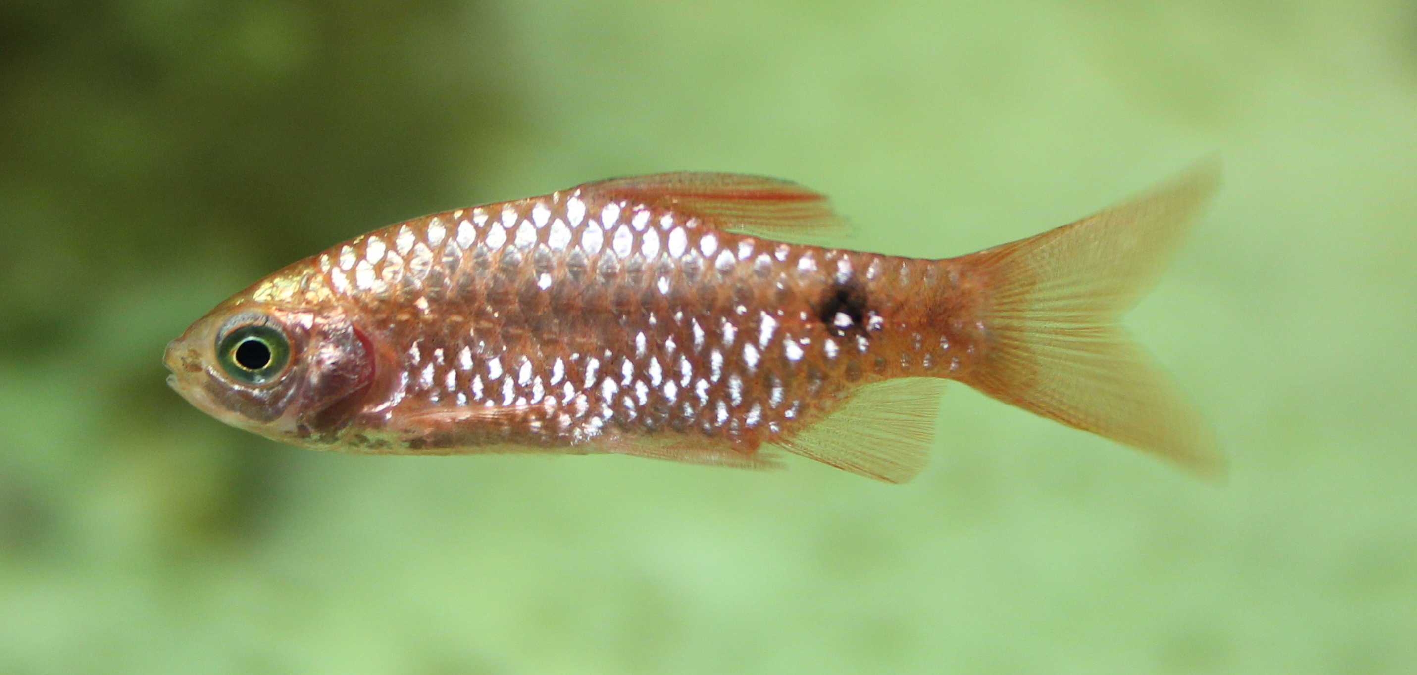 Rosy Barb Pethia conchonius in aquarium