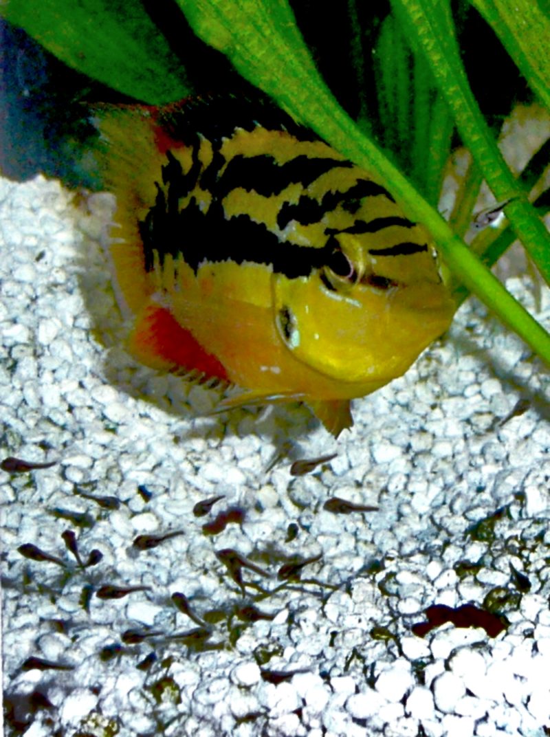 Salvini Cichlid Trichromis salvini male showing yellow belly and teal iridescent sides
