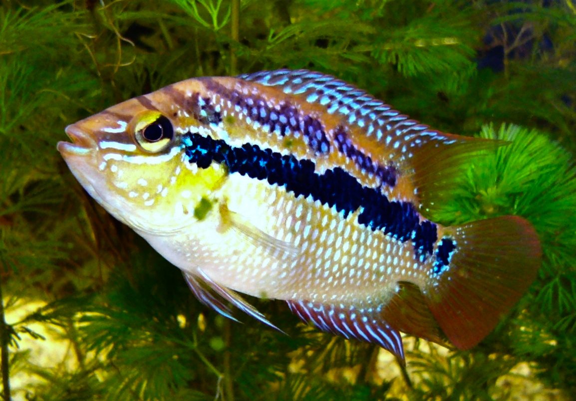 Salvini Cichlid Trichromis salvini in aquarium showing tricolour pattern