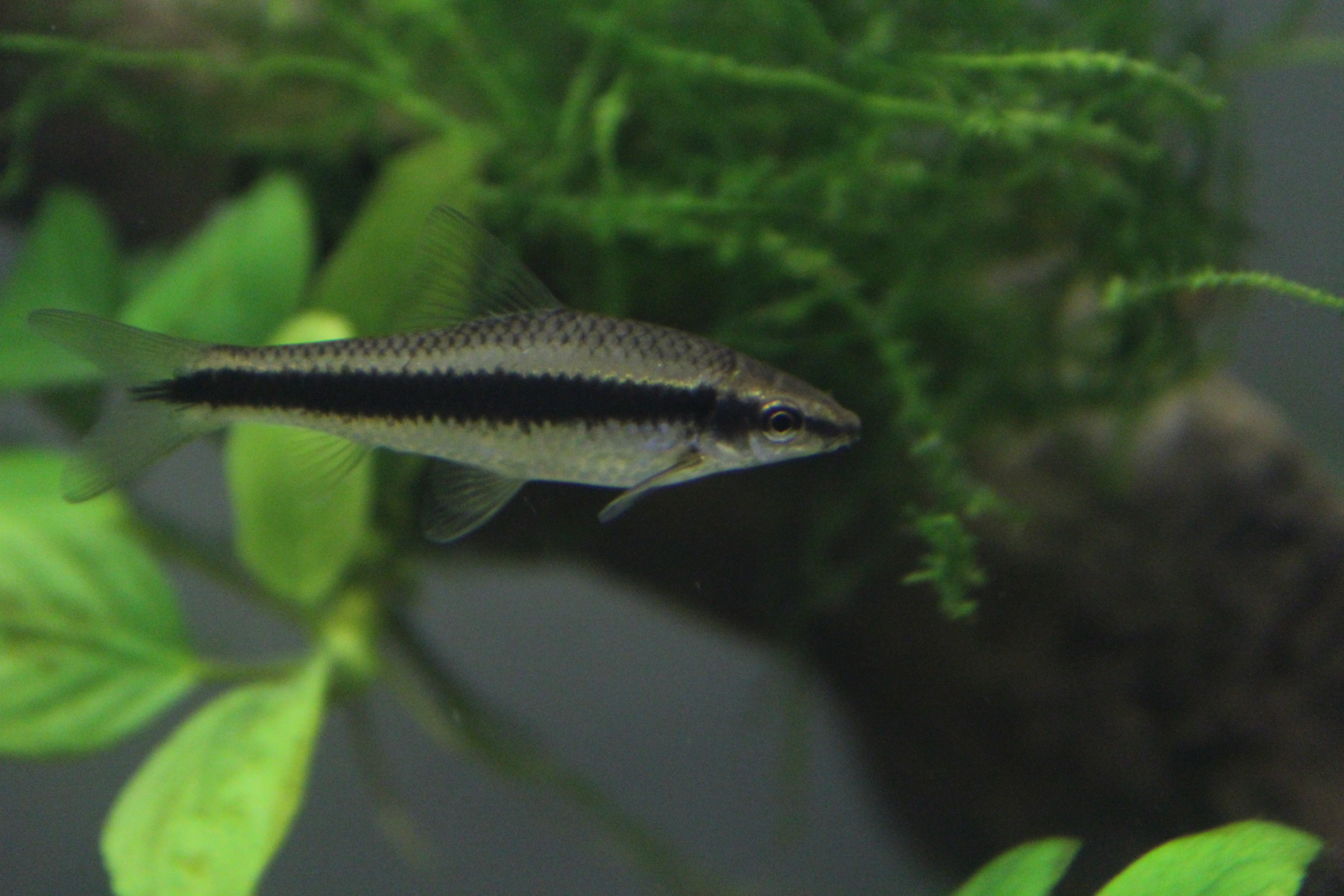Siamese Algae Eater Crossocheilus oblongus in aquarium