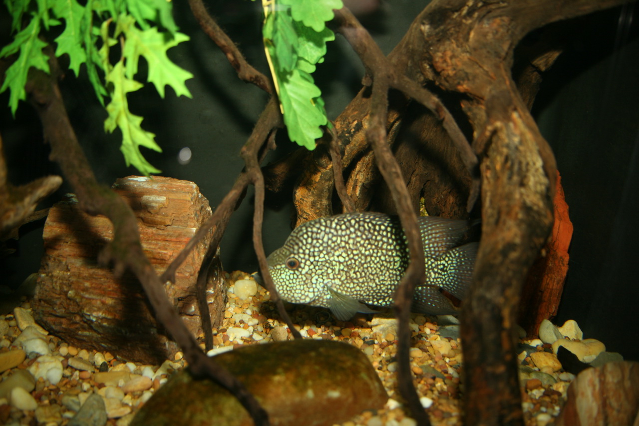 Texas Cichlid Herichthys cyanoguttatus in aquarium