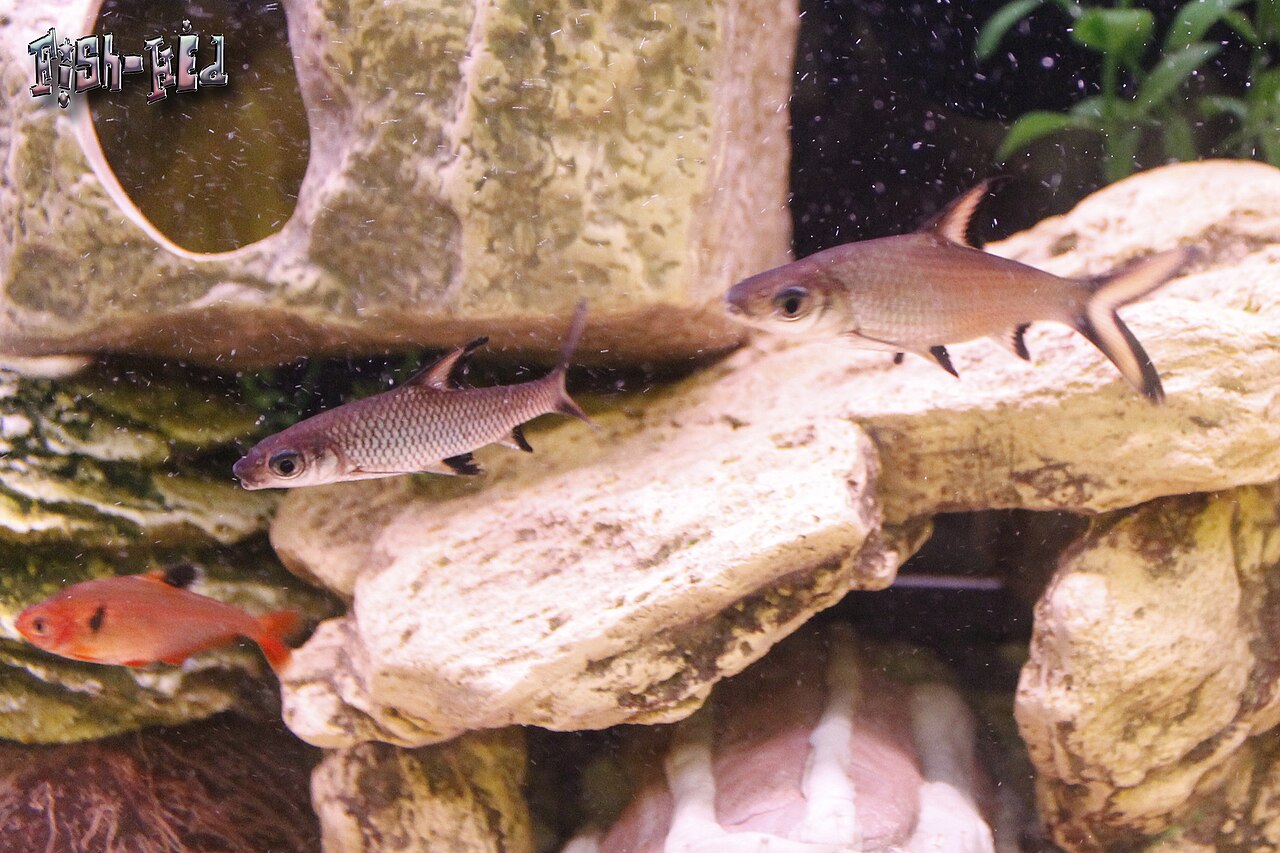 Bala shark Balantiocheilos melanopterus