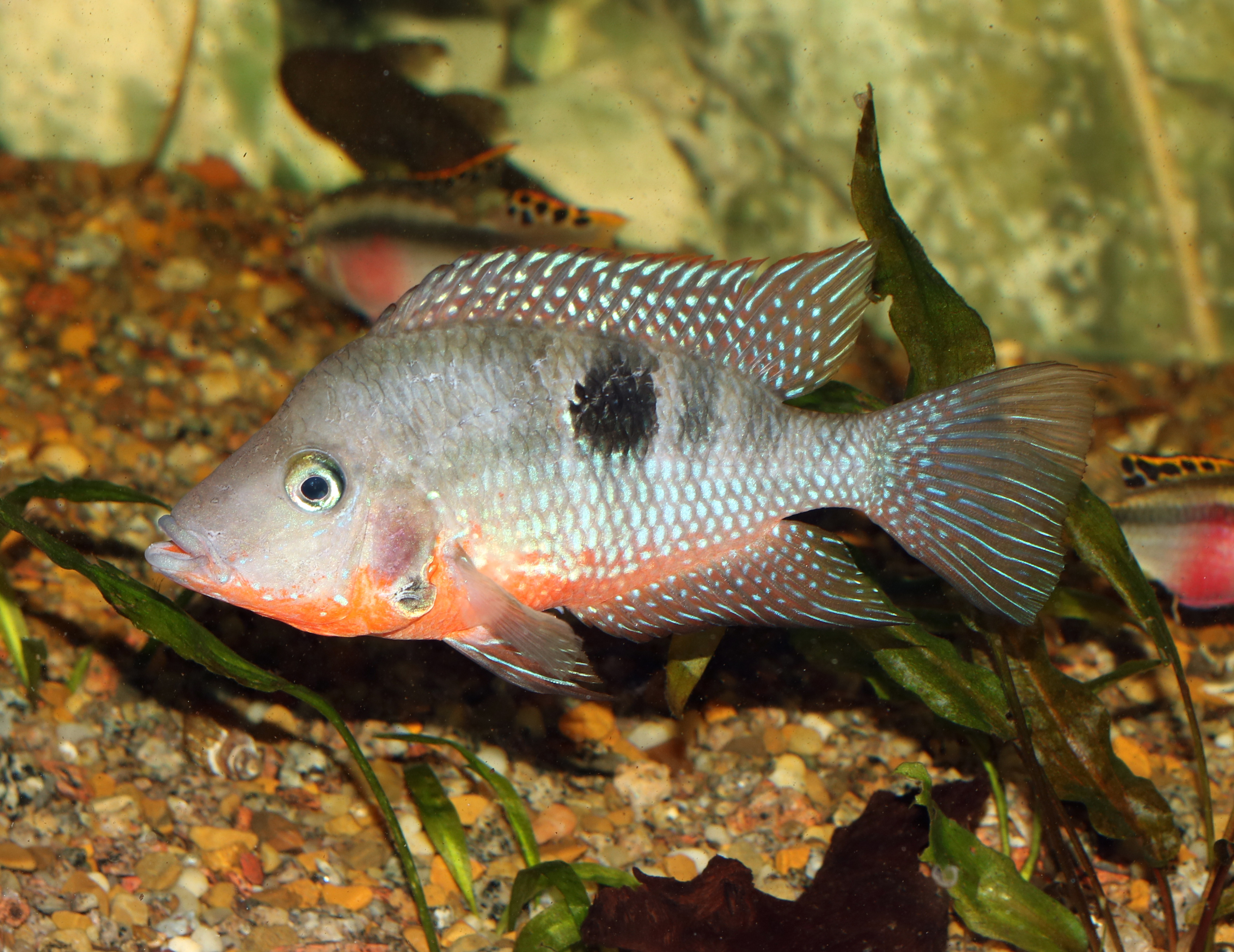 Firemouth Cichlid Thorichthys meeki in aquarium
