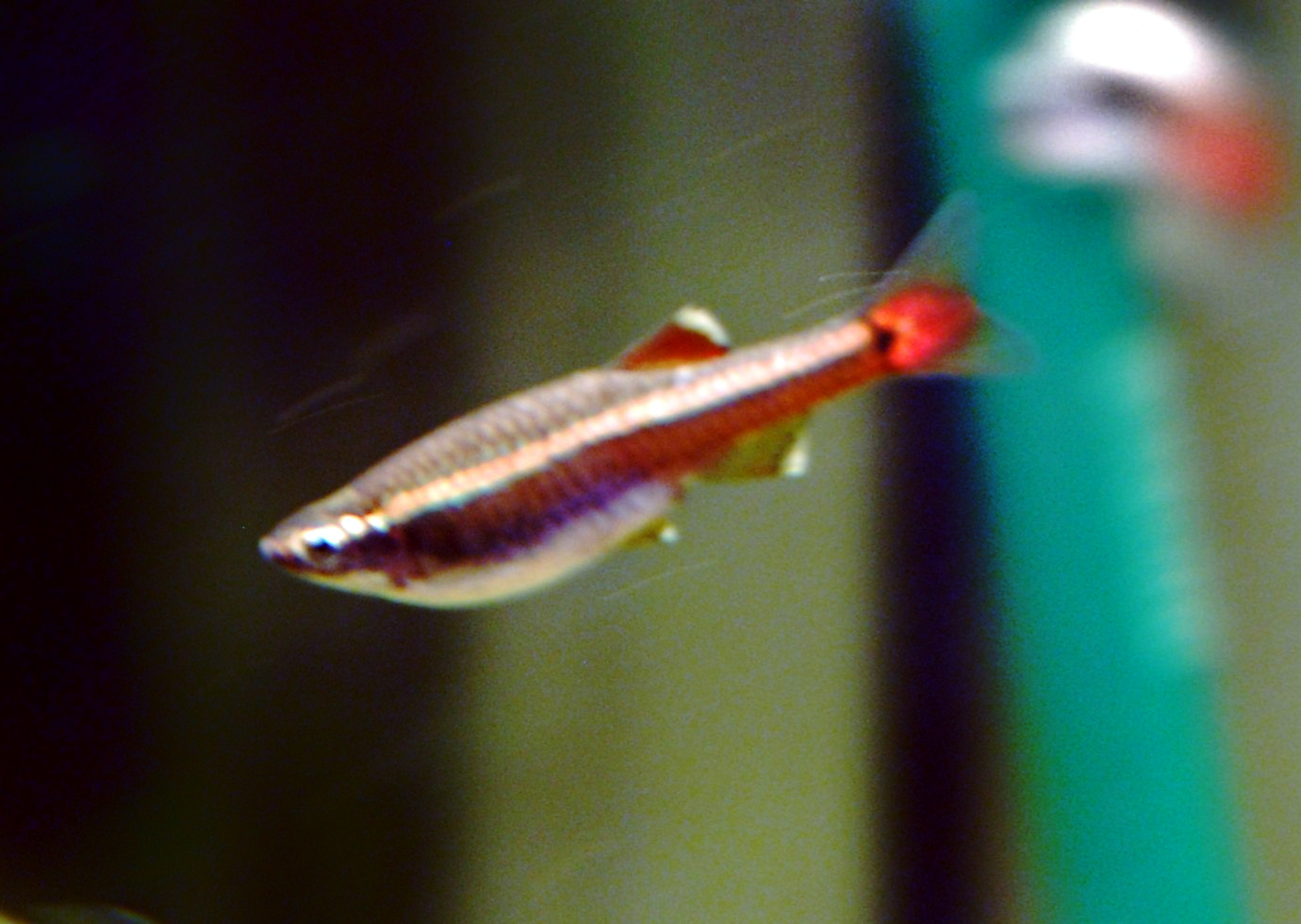 White Cloud Mountain Minnow Tanichthys albonubes female