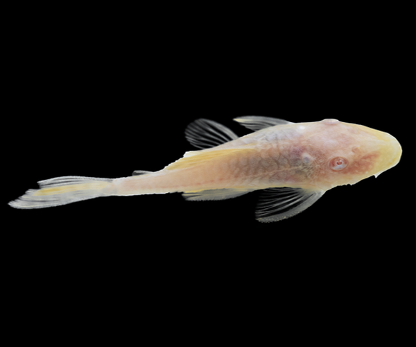 ALBINO BRISTLENOSE CATFISH
