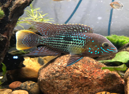 GREEN TERROR CICHLID