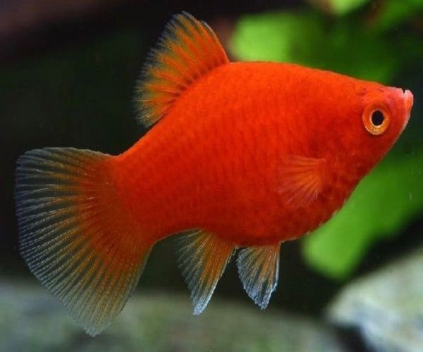 CORAL RED PLATY