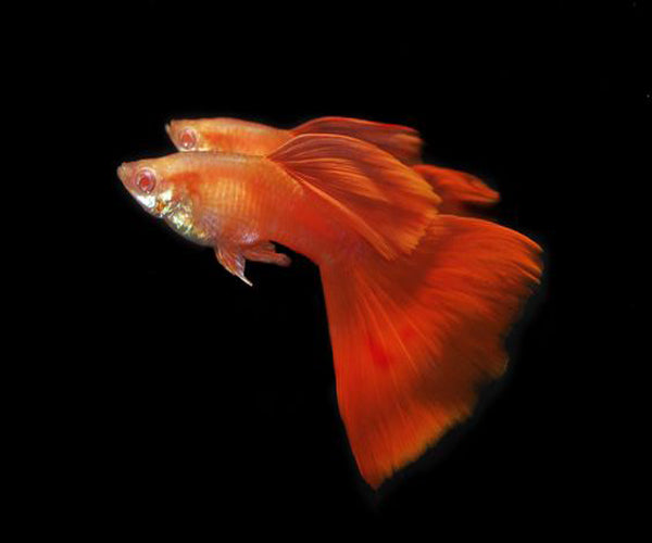 GOLDEN RED GUPPY