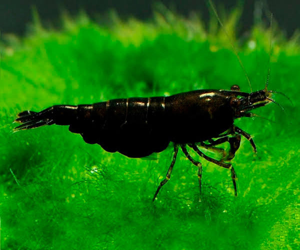 BLACK SHRIMP