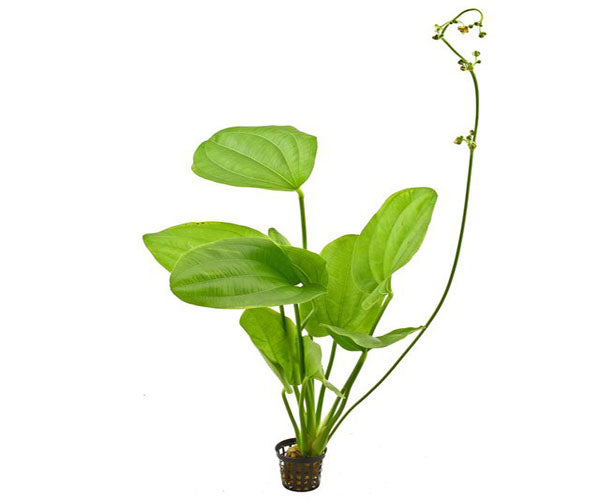 Echindorus Coridifolius
