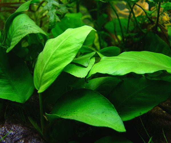 Echinodorus Palaefolius