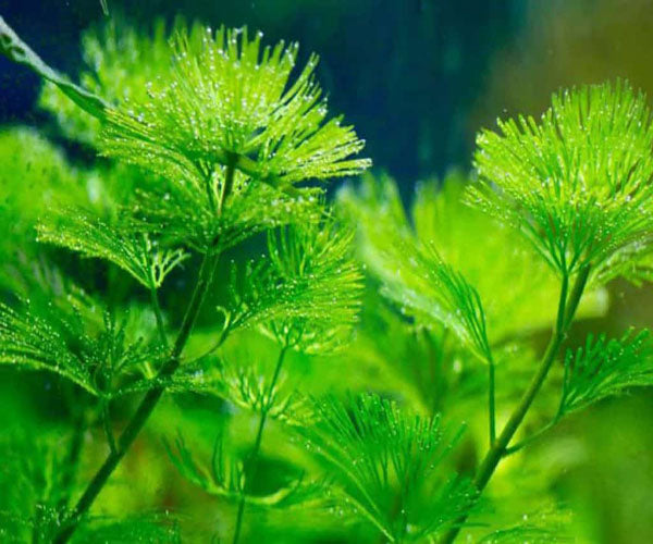 Green Cabomba