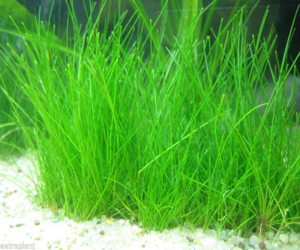Hair Grass Eleocharis Parvula Draf
