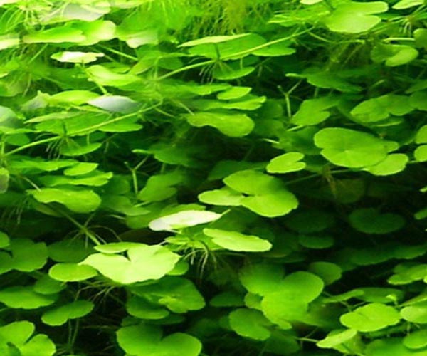 Hydrocotyle Leucocephala