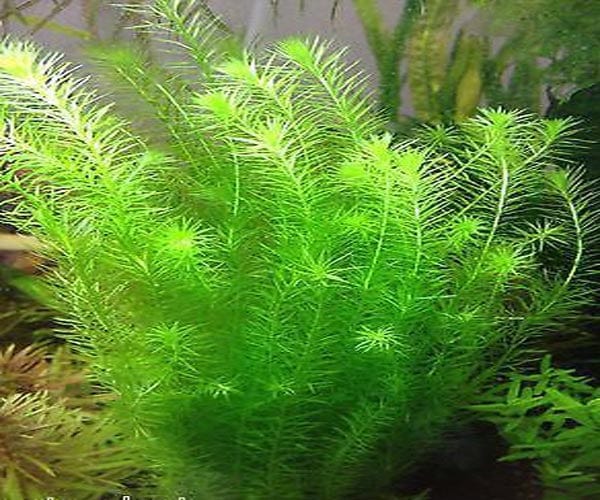 Rotala willichi Green
