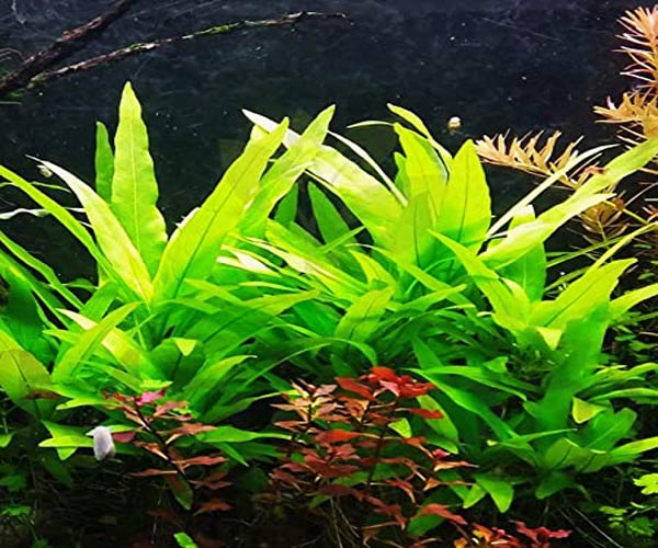 Hygrophilla As