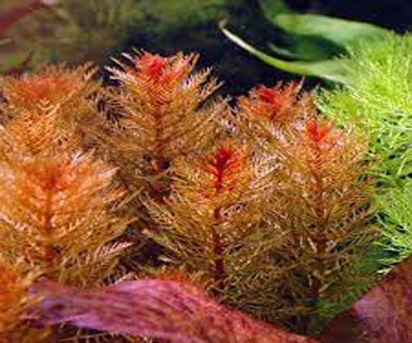 Myriophyllum Red