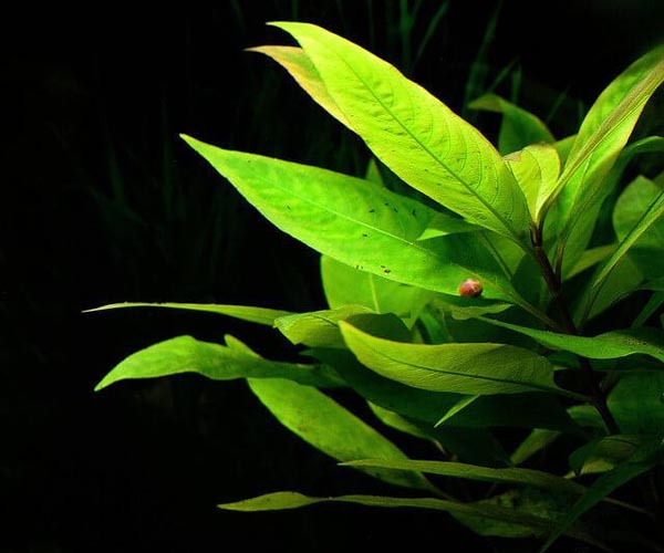 Hygrophila Variegated Mint