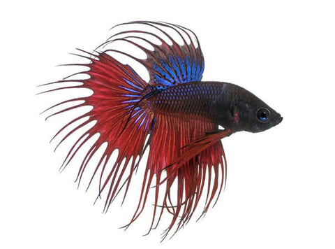 Crowntail Beeta Fish