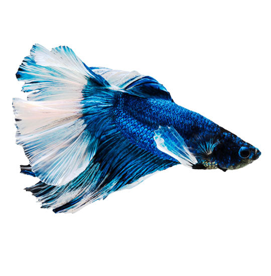 FANCY COLOURED BETTA