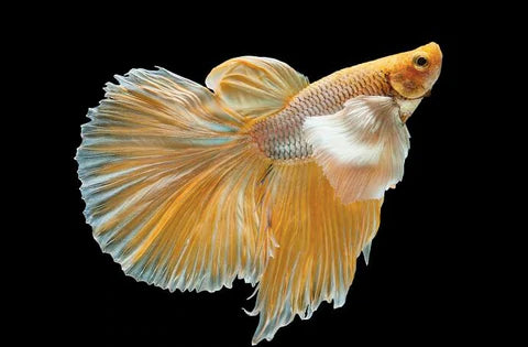 Exclusive gold Betta Fish