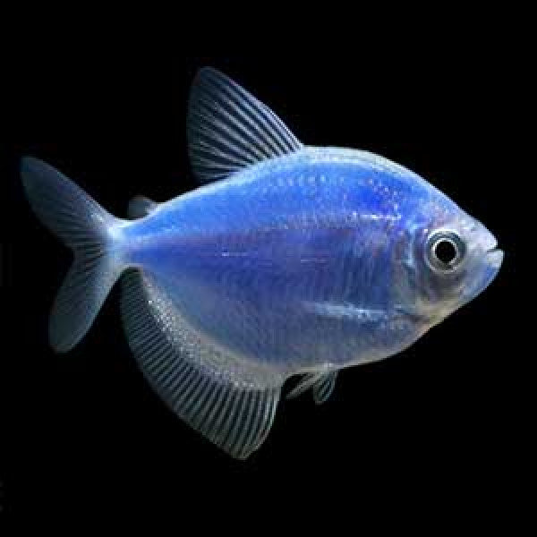 BLUE WIDOW TETRA