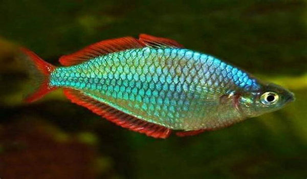 PEACOCK RAINBOW