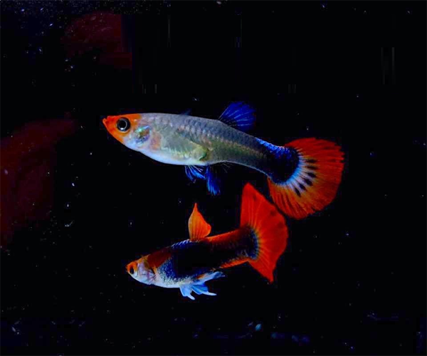KOI GUPPIES