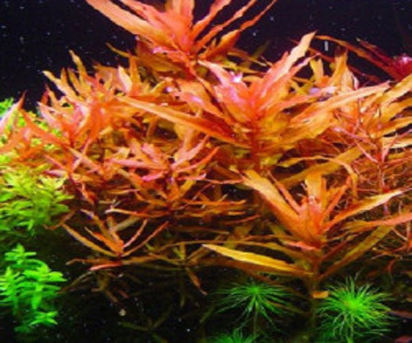 Ammannia Senegalensis Hi Red